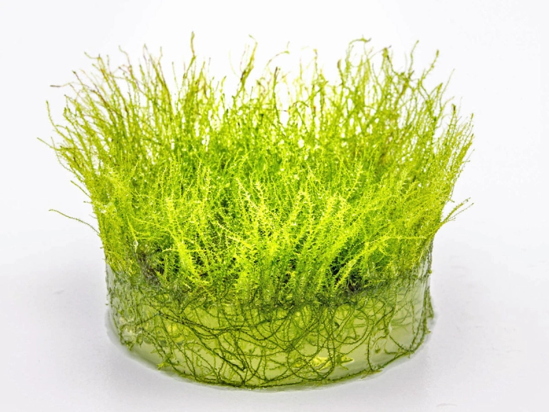 Kriechendes Stumpfdeckelmoos - Amblystegium serpens in vitro